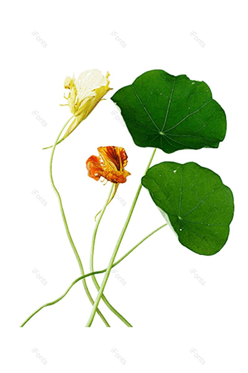 夏至图片,荷花元素,夏天PNG,花卉免抠素材